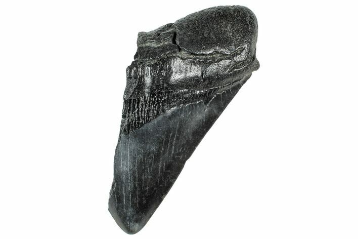 Partial Fossil Megalodon Tooth - South Carolina #320683